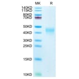 Tris-Bis PAGE - Recombinant Human PD1 Protein (Biotin) (C-terminal His and Avi Tag) (A331145) - Antibodies.com