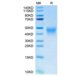 Tris-Bis PAGE - Recombinant Human PD1 Protein (C-terminal His Tag) (A331147) - Antibodies.com