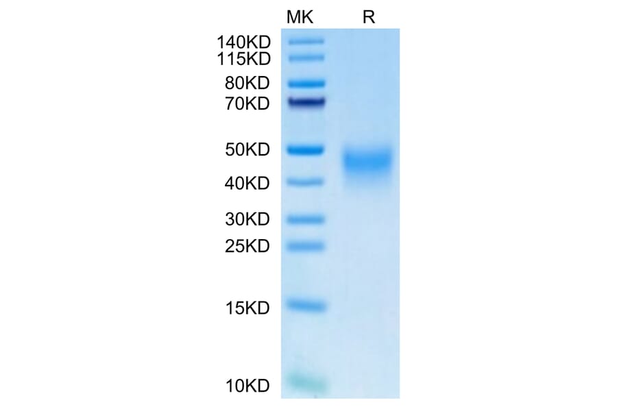 Tris-Bis PAGE - Recombinant Human PD1 Protein (C-terminal His Tag) (A331147) - Antibodies.com