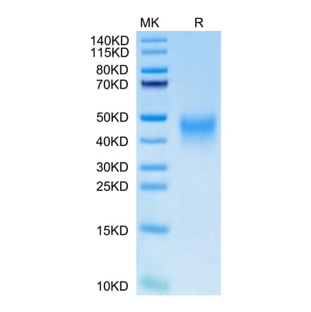 Tris-Bis PAGE - Recombinant Human PD1 Protein (C-terminal His Tag) (A331147) - Antibodies.com