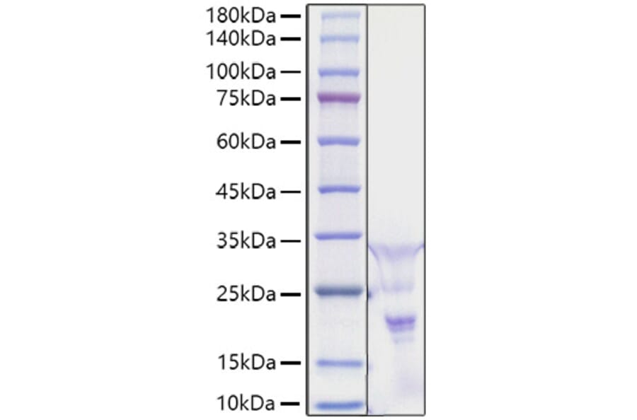 SDS-PAGE - Recombinant Human PDGF AA Protein (A331149) - Antibodies.com