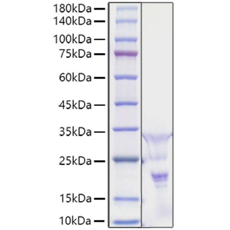 SDS-PAGE - Recombinant Human PDGF AA Protein (A331149) - Antibodies.com