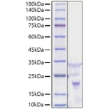 SDS-PAGE - Recombinant Human PDGF AA Protein (A331149) - Antibodies.com