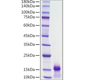 SDS-PAGE - Recombinant Human PDGF B Protein (A331150) - Antibodies.com