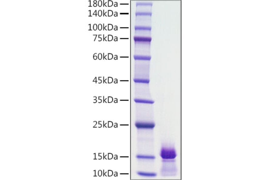 SDS-PAGE - Recombinant Human PDGF B Protein (A331150) - Antibodies.com