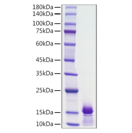 SDS-PAGE - Recombinant Human PDGF B Protein (A331150) - Antibodies.com