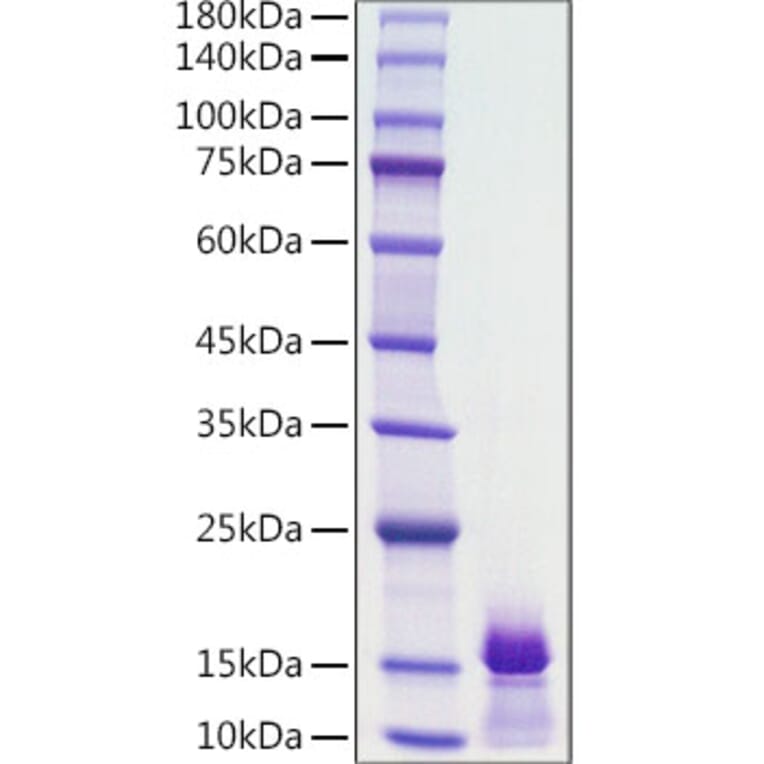 SDS-PAGE - Recombinant Human PDGF B Protein (A331150) - Antibodies.com