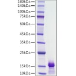 SDS-PAGE - Recombinant Human PDGF B Protein (A331150) - Antibodies.com