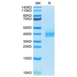 Tris-Bis PAGE - Recombinant Human PD-L1 Protein (Biotin) (C-terminal His and Avi Tag) (A331158) - Antibodies.com