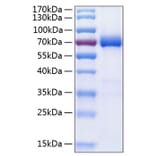 SDS-PAGE - Recombinant Human PD-L2 Protein (C-terminal Human Fc and His Tag) (A331161) - Antibodies.com