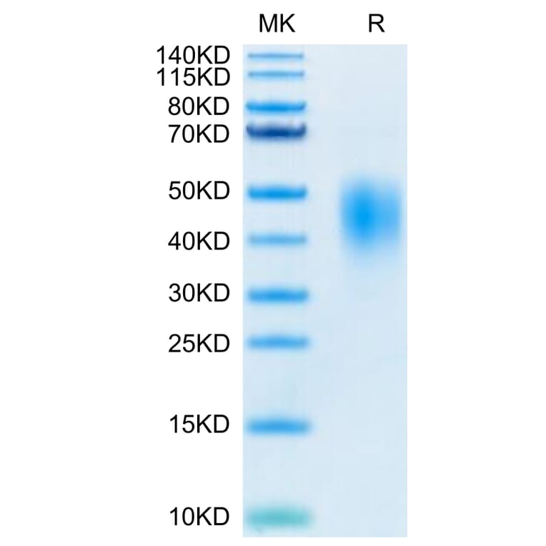 Tris-Bis PAGE - Recombinant Human PD-L2 Protein (Biotin) (C-terminal His and Avi Tag) (A331163) - Antibodies.com