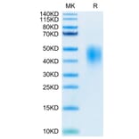 Tris-Bis PAGE - Recombinant Human PD-L2 Protein (Biotin) (C-terminal His and Avi Tag) (A331163) - Antibodies.com