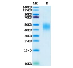Tris-Bis PAGE - Recombinant Human PD-L2 Protein (C-terminal His and Avi Tag) (A331164) - Antibodies.com