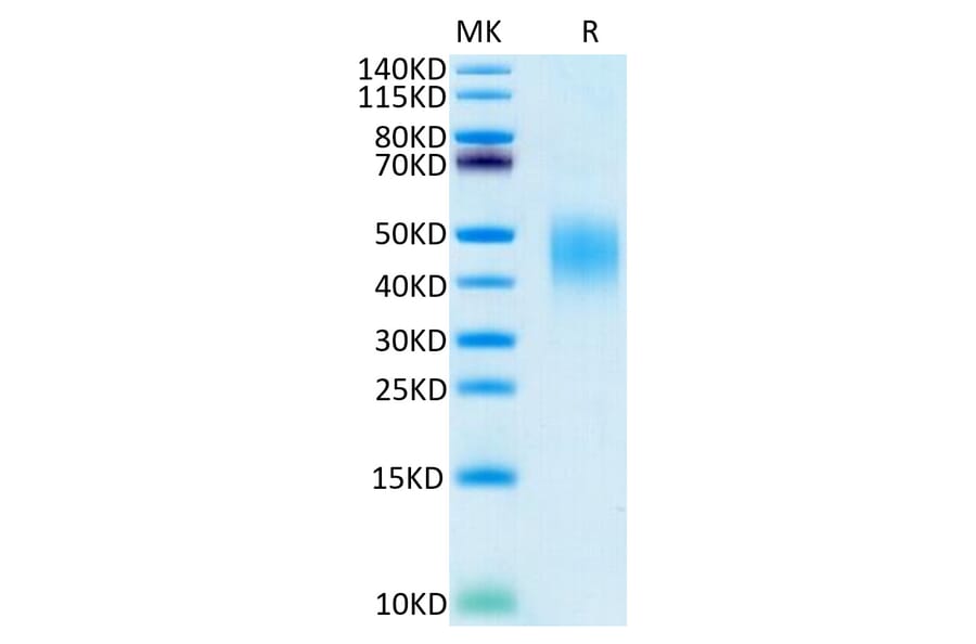 Tris-Bis PAGE - Recombinant Human PD-L2 Protein (C-terminal His and Avi Tag) (A331164) - Antibodies.com