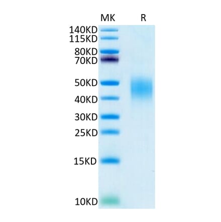 Tris-Bis PAGE - Recombinant Human PD-L2 Protein (C-terminal His and Avi Tag) (A331164) - Antibodies.com