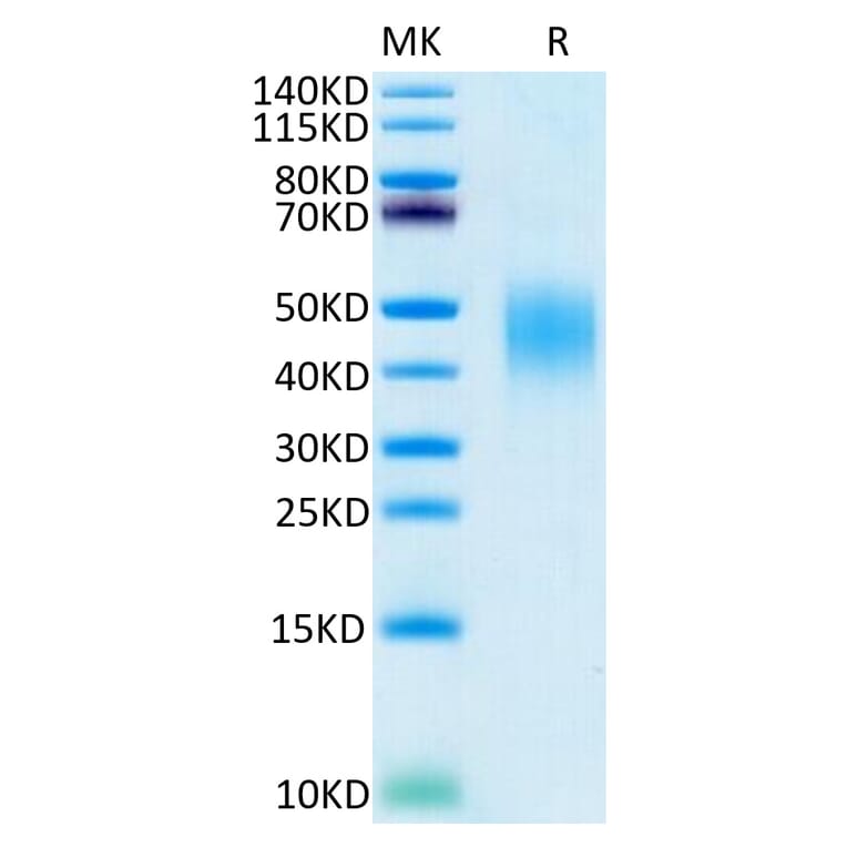 Tris-Bis PAGE - Recombinant Human PD-L2 Protein (C-terminal His and Avi Tag) (A331164) - Antibodies.com
