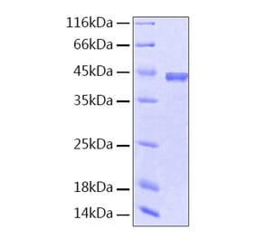 SDS-PAGE - Recombinant Human PEDF Protein (A331165) - Antibodies.com