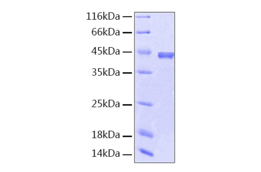 SDS-PAGE - Recombinant Human PEDF Protein (A331165) - Antibodies.com