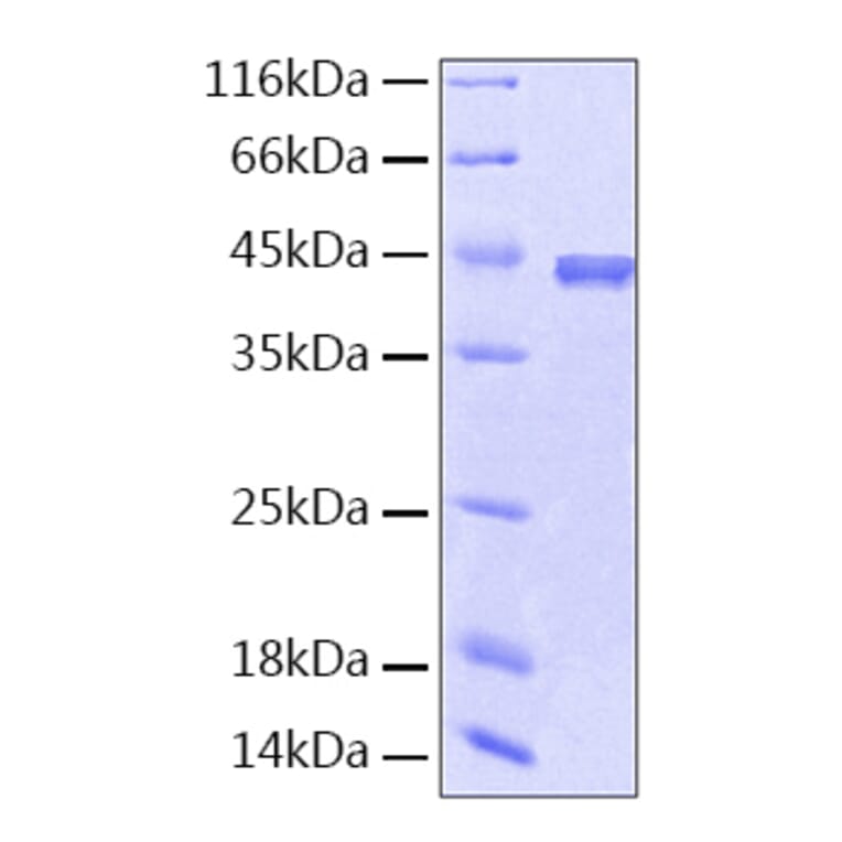SDS-PAGE - Recombinant Human PEDF Protein (A331165) - Antibodies.com