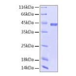 SDS-PAGE - Recombinant Human PEDF Protein (A331165) - Antibodies.com