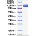 SDS-PAGE - Recombinant Human PIGR Protein (C-terminal His Tag) (A331174) - Antibodies.com