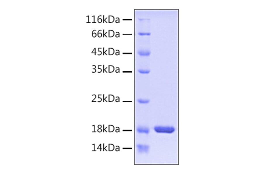 SDS-PAGE - Recombinant Human PIN1 Protein (A331175) - Antibodies.com