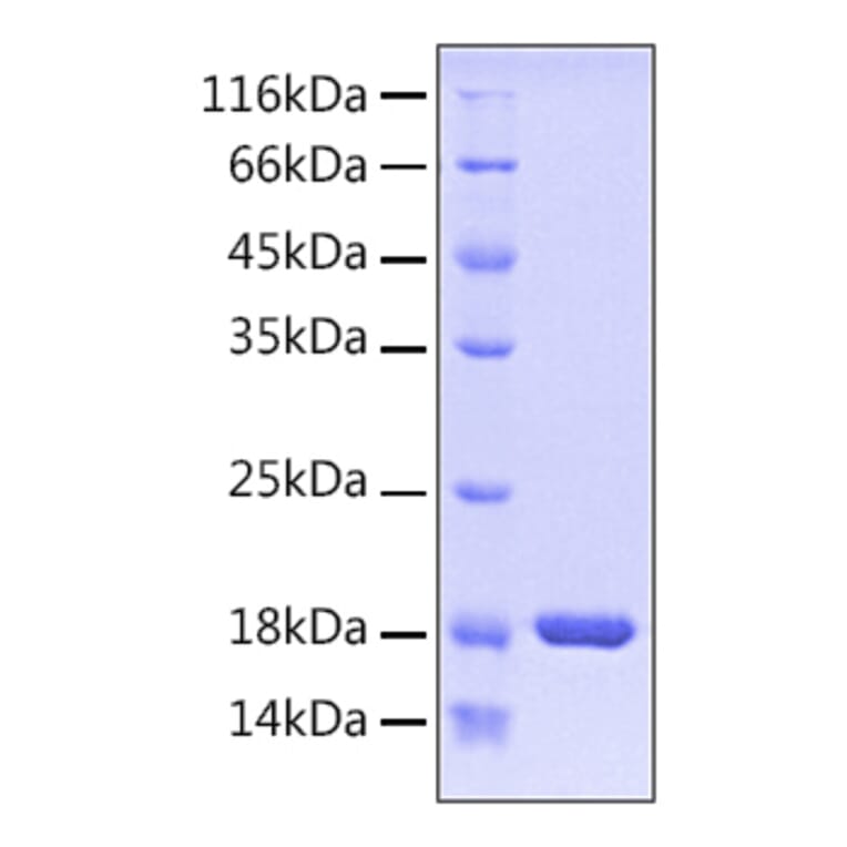 SDS-PAGE - Recombinant Human PIN1 Protein (A331175) - Antibodies.com