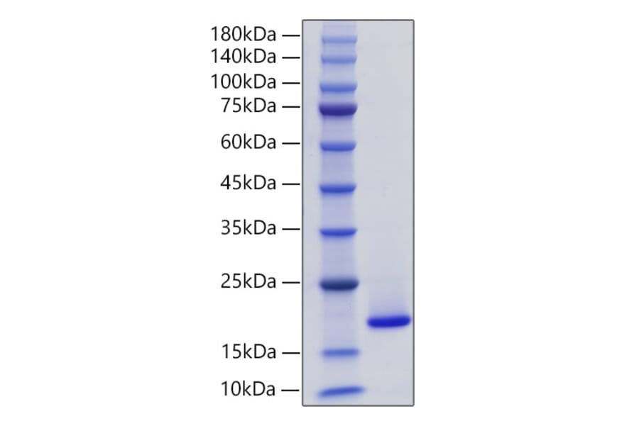 SDS-PAGE - Recombinant Human PLA2G1B Protein (C-terminal His Tag) (A331176) - Antibodies.com