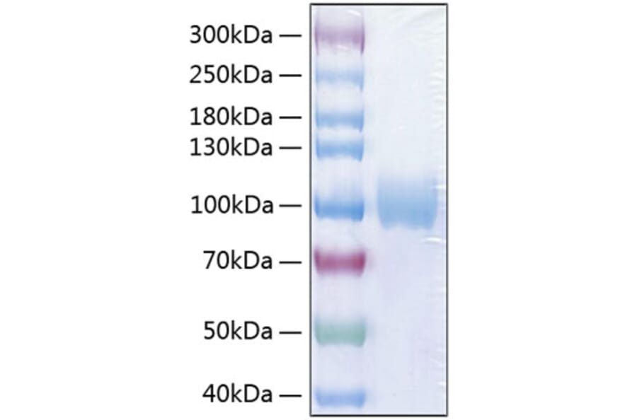 SDS-PAGE - Recombinant Human Poliovirus Receptor/PVR Protein (C-terminal Human Fc and His Tag) (A331181) - Antibodies.com