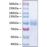 SDS-PAGE - Recombinant Human Poliovirus Receptor/PVR Protein (C-terminal Human Fc and His Tag) (A331181) - Antibodies.com