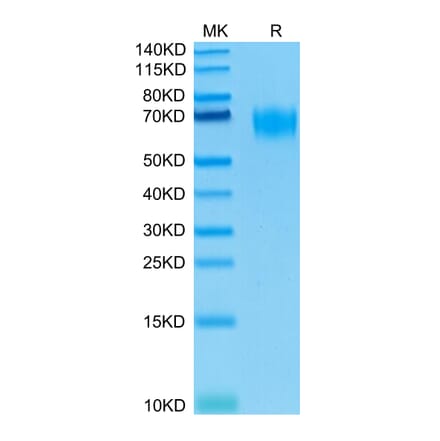 Tris-Bis PAGE - Recombinant Human Poliovirus Receptor/PVR Protein (Biotin) (C-terminal His and Avi Tag) (A331182) - Antibodies.com