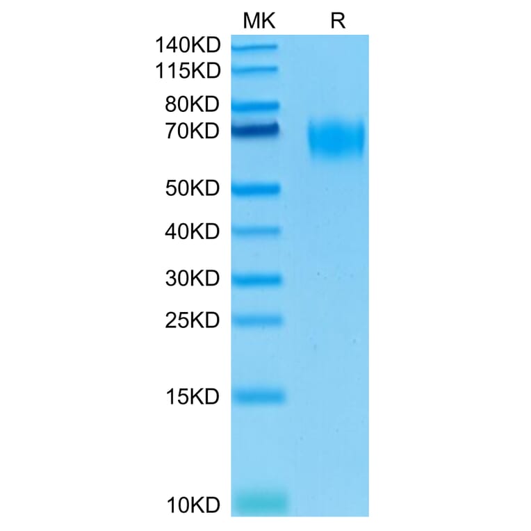 Tris-Bis PAGE - Recombinant Human Poliovirus Receptor/PVR Protein (Biotin) (C-terminal His and Avi Tag) (A331182) - Antibodies.com