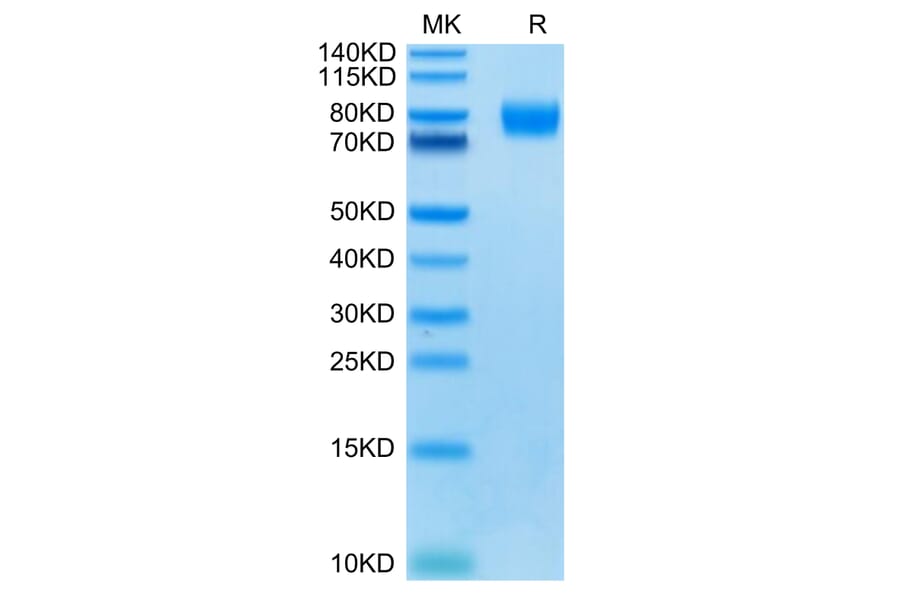 Tris-Bis PAGE - Recombinant Human Poliovirus Receptor/PVR Protein (C-terminal Mouse Fc Tag) (A331184) - Antibodies.com