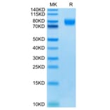 Tris-Bis PAGE - Recombinant Human Poliovirus Receptor/PVR Protein (C-terminal Mouse Fc Tag) (A331184) - Antibodies.com