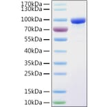 SDS-PAGE - Recombinant Human PPAR gamma Protein (N-terminal His and GST Tag) (A331186) - Antibodies.com
