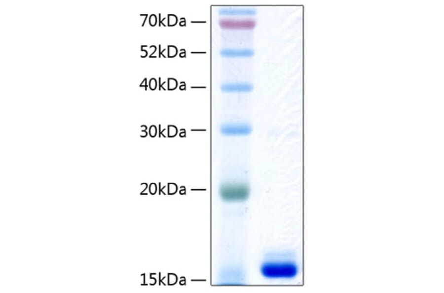 SDS-PAGE - Recombinant Human Prealbumin Protein (C-terminal His Tag) (A331187) - Antibodies.com