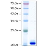 SDS-PAGE - Recombinant Human Prealbumin Protein (C-terminal His Tag) (A331187) - Antibodies.com