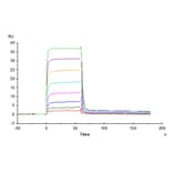 SPR Assay - Recombinant Human PVRIG Protein (C-terminal Mouse Fc Tag) (A331199) - Antibodies.com