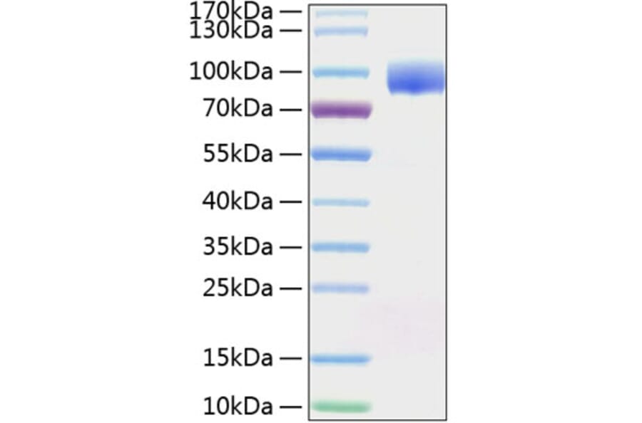 SDS-PAGE - Recombinant Human PVRL1 Protein (C-terminal Human Fc and His Tag) (A331201) - Antibodies.com