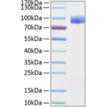 SDS-PAGE - Recombinant Human PVRL1 Protein (C-terminal Human Fc and His Tag) (A331201) - Antibodies.com