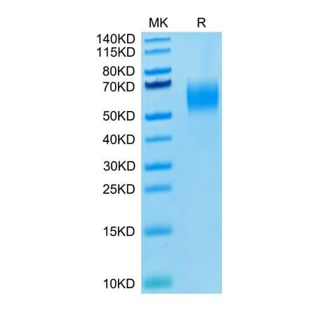 Tris-Bis PAGE - Recombinant Human PVRL1 Protein (Biotin) (C-terminal His and Avi Tag) (A331202) - Antibodies.com