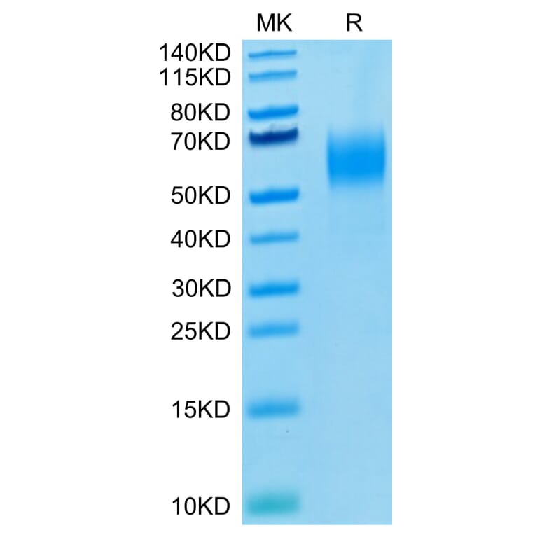 Tris-Bis PAGE - Recombinant Human PVRL1 Protein (Biotin) (C-terminal His and Avi Tag) (A331202) - Antibodies.com