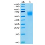 Tris-Bis PAGE - Recombinant Human PVRL1 Protein (Biotin) (C-terminal His and Avi Tag) (A331202) - Antibodies.com