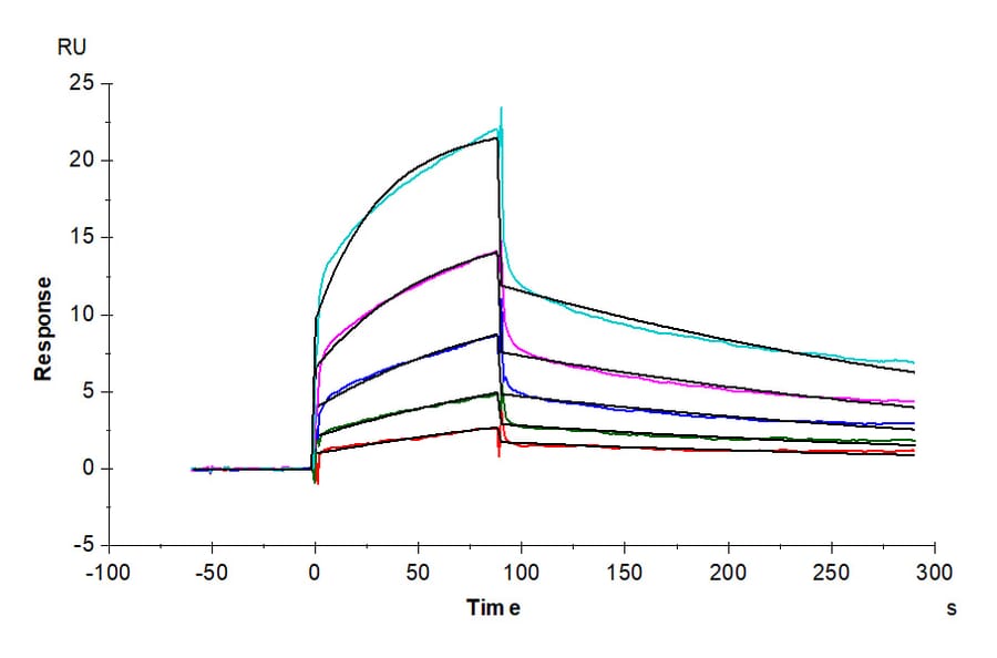 SPR Assay - Recombinant Human PVRL1 Protein (Biotin) (C-terminal His and Avi Tag) (A331202) - Antibodies.com