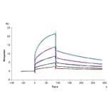 SPR Assay - Recombinant Human PVRL1 Protein (Biotin) (C-terminal His and Avi Tag) (A331202) - Antibodies.com