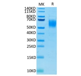 Tris-Bis PAGE - Recombinant Human PVRL1 Protein (C-terminal His and Avi Tag) (A331203) - Antibodies.com
