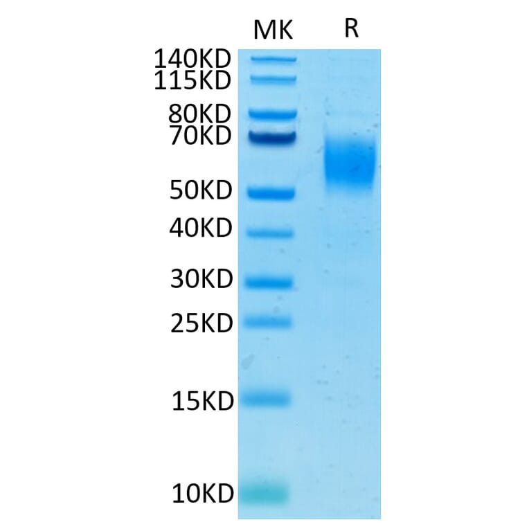 Tris-Bis PAGE - Recombinant Human PVRL1 Protein (C-terminal His and Avi Tag) (A331203) - Antibodies.com