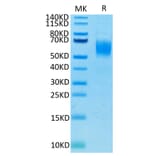 Tris-Bis PAGE - Recombinant Human PVRL1 Protein (C-terminal His and Avi Tag) (A331203) - Antibodies.com