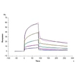 SPR Assay - Recombinant Human PVRL1 Protein (C-terminal His and Avi Tag) (A331203) - Antibodies.com