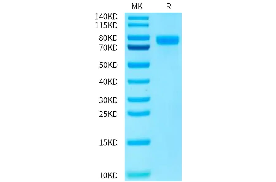 Tris-Bis PAGE - Recombinant Human PVRL1 Protein (C-terminal Human Fc Tag) (A331204) - Antibodies.com